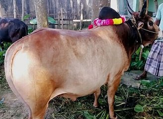 Islam Freedom Qurbani 2016