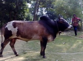 Islam Freedom Qurbani 2016