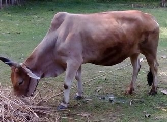 Islam Freedom Qurbani