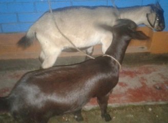 Islam Freedom Qurbani 2016