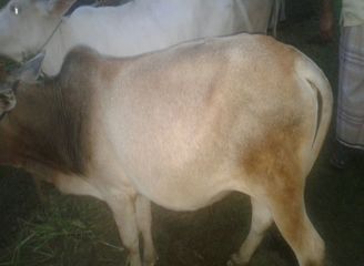 Islam Freedom Qurbani 2016