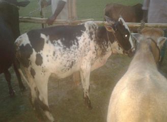 Islam Freedom Qurbani