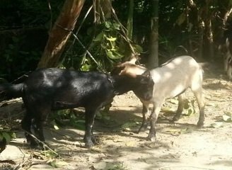 Islam Freedom Qurbani 2016