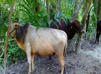 Islam Freedom Qurbani