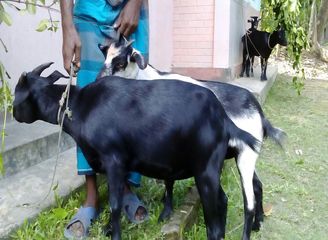 Islam Freedom Qurbani