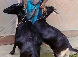 Islam Freedom Qurbani 2016