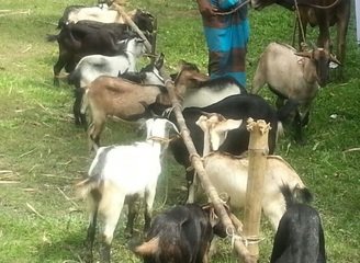 Islam Freedom Qurbani