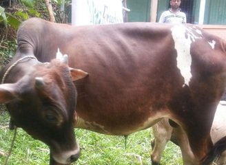 Islam Freedom Qurbani 2016