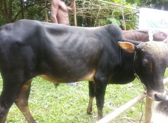 Islam Freedom Qurbani 2016