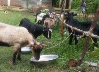 Islam Freedom Qurbani