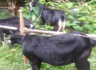 Islam Freedom Qurbani 2016