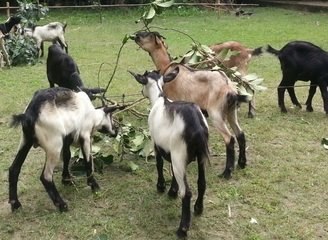 Islam Freedom Qurbani 2016