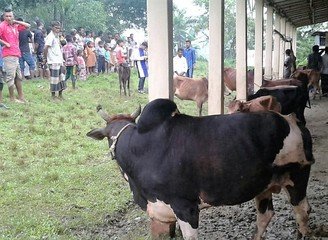 Islam Freedom Qurbani 2016