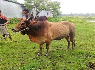 Islam Freedom Qurbani 2016