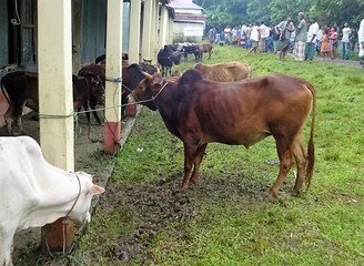 Islam Freedom Qurbani