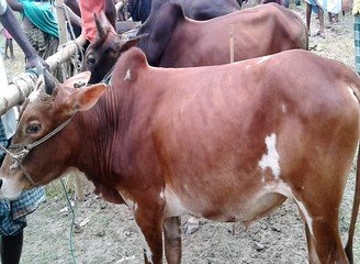 Islam Freedom Qurbani