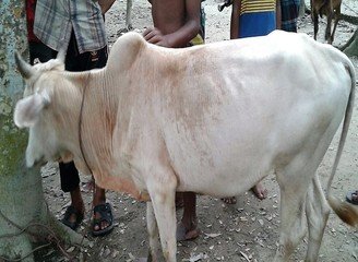 Islam Freedom Qurbani 2016