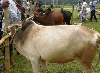 Islam Freedom Qurbani