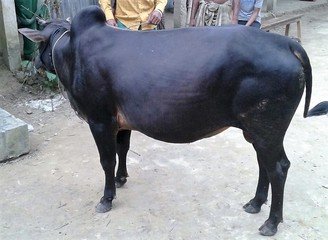 Islam Freedom Qurbani 2016