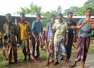 Islam Freedom Qurbani