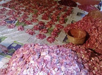 Islam Freedom Qurbani