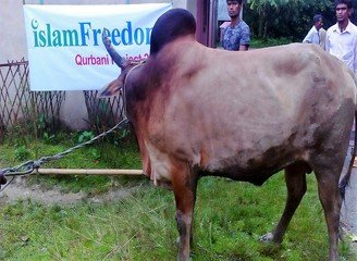 Islam Freedom Qurbani