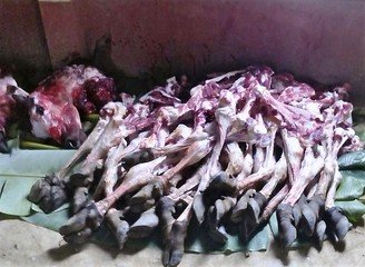 Islam Freedom Qurbani